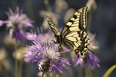 Des images de diff�rentes plantes